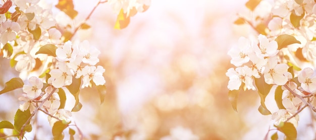 Árvore de maçã floral Fundo brilhante do verão Flores de frutas brancas da primavera