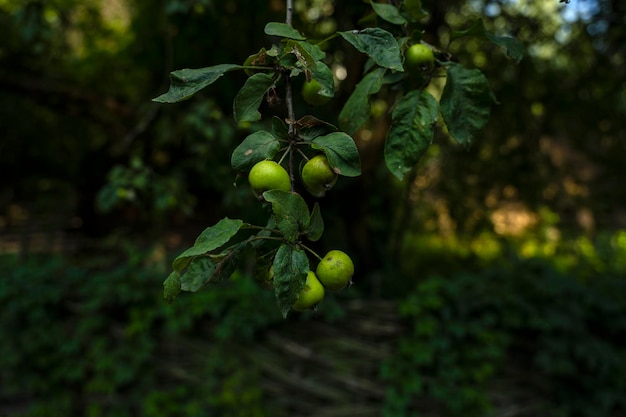 Árvore de maçã. Não maçãs maduras. maçãs verdes
