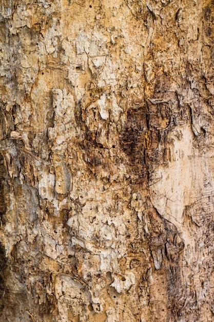 Árvore de madeira velha na natureza textura padrão de fundo