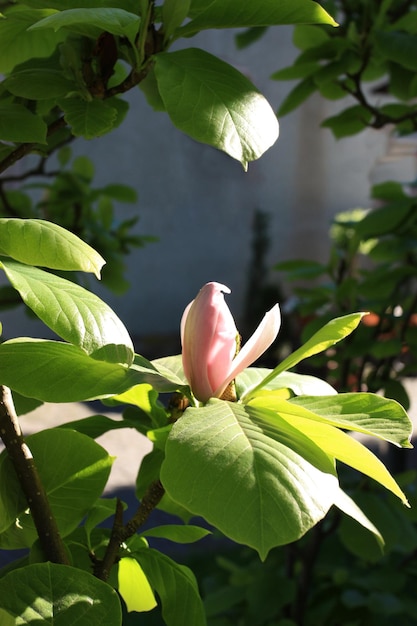 Árvore de magnólia com botão rosa