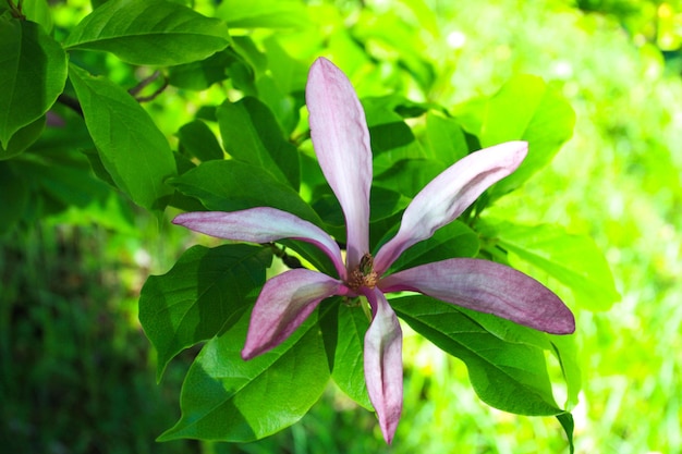 Árvore de magnólia com flor rosa