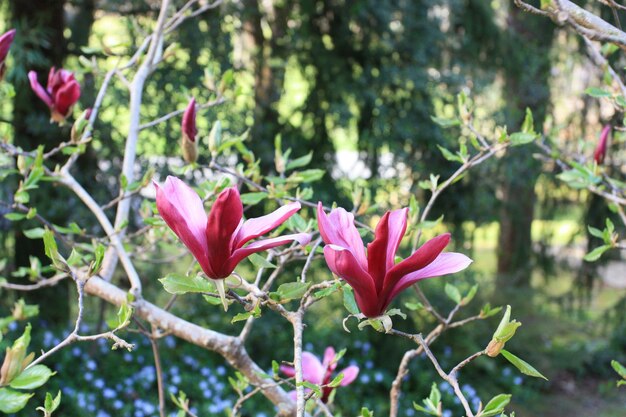 Árvore de magnólia com flor rosa