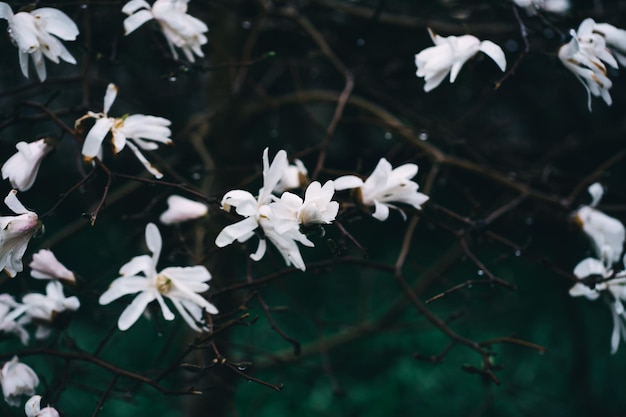 Árvore de magnólia de florescência da primavera com flores brancas