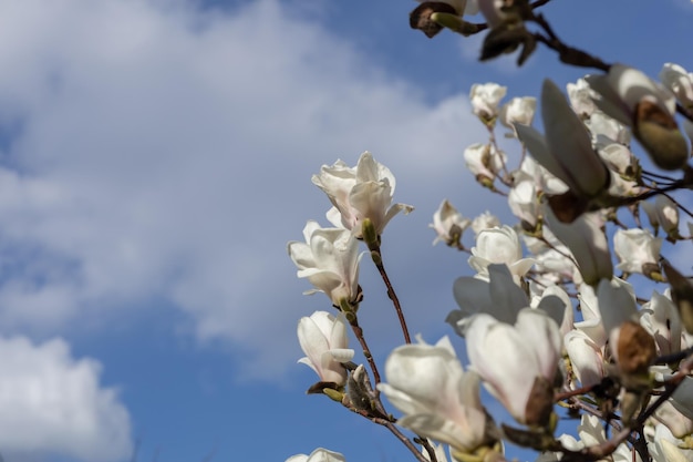 Árvore de magnólia de florescência na perspectiva do céu