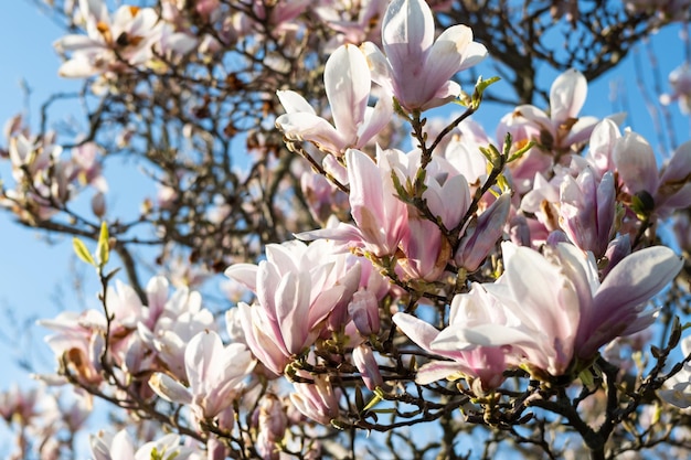 Árvore de magnólia florescendo no fundo da primavera de flores do céu azul