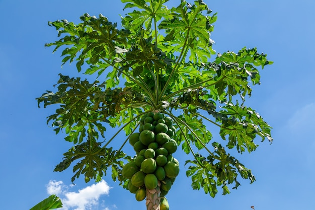 Árvore de mamão com frutas