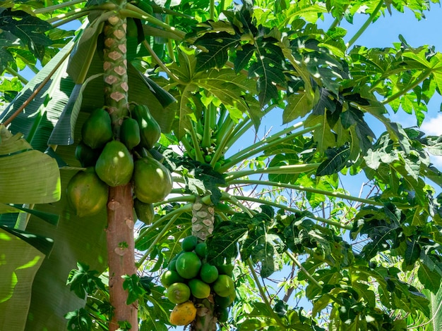 Árvore de mamão com várias frutas e um lindo fundo de céu azul.