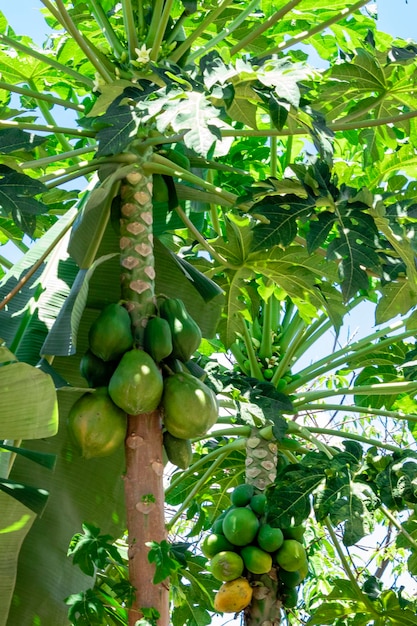 Árvore de mamão com várias frutas e um lindo fundo de céu azul.