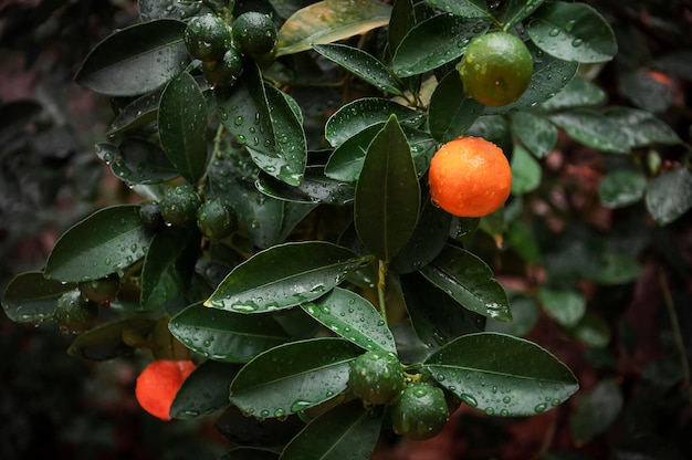 Árvore de mandarim com gotas de água. Tangerinas no galho depois da chuva, foco seletivo. Frutas cítricas, azedas
