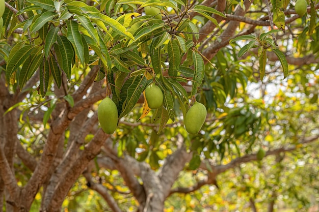 Árvore de manga com frutas