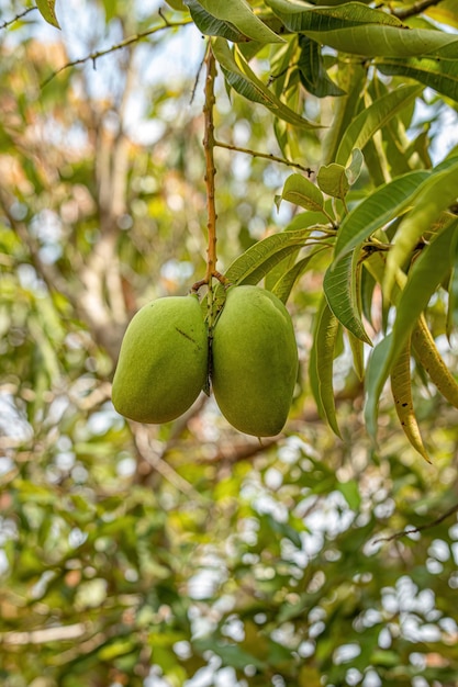 Árvore de manga com frutas