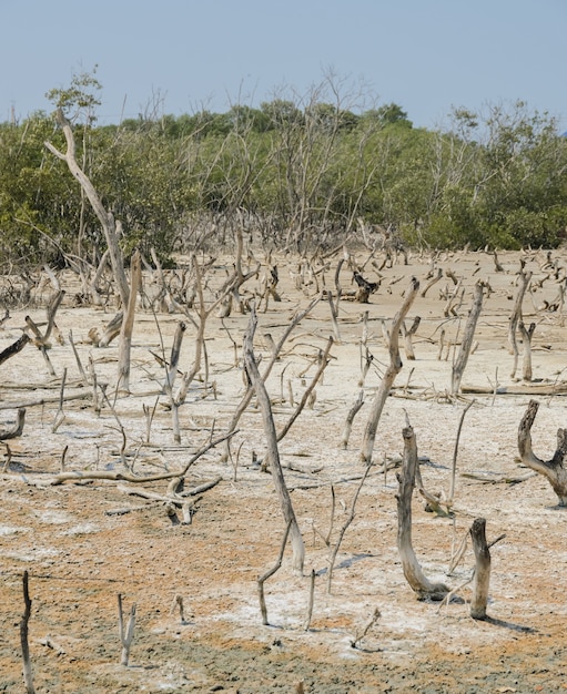 Árvore de mangue morto no verão