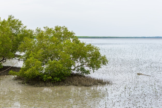 Árvore de mangue Rhizophora mucronata