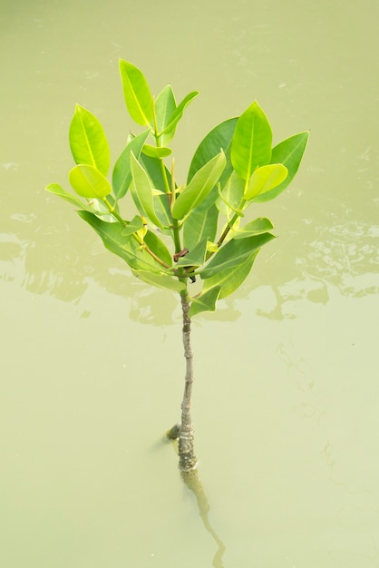 Árvore de mangue, Tailândia