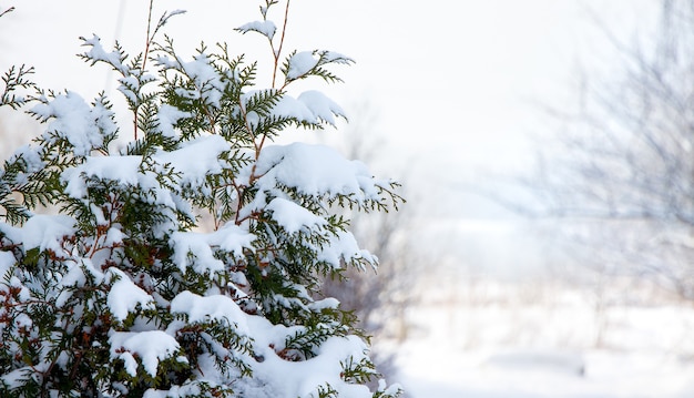 Árvore de Natal coberta de neve em tempo ensolarado_