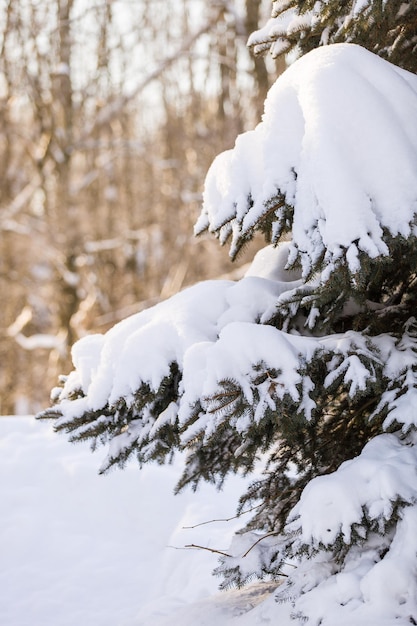 Árvore de natal coberta de neve em uma floresta de inverno em dia ensolarado Bela natureza
