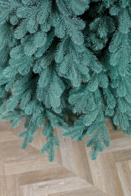 Árvore de Natal de close-up sem brinquedos. Bom espírito de ano novo. Galhos de uma árvore de Natal verde close-up