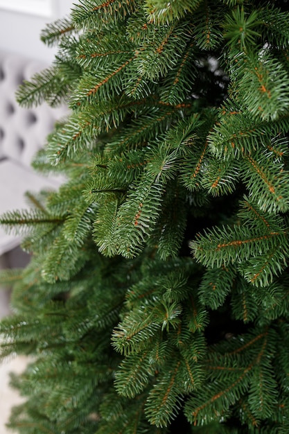 Árvore de Natal de close-up sem brinquedos. Bom espírito de ano novo. Galhos de uma árvore de Natal verde close-up