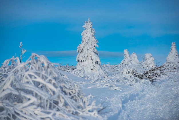 Árvore de natal de neve coberta de pinho cena de inverno paisagem de inverno com árvores cobertas de neve hoarfros