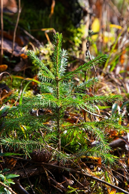 Árvore de Natal jovem no parque. uma pequena árvore de Natal na floresta de outono cresce para o Natal