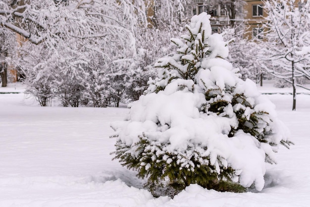 Árvore de natal sob uma espessa camada de neve no inverno