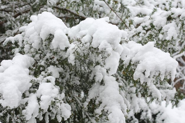 Árvore de Natal verde coberta com uma espessa camada de neve