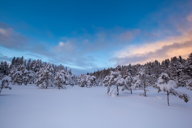 Árvore de neve linda paisagem de inverno