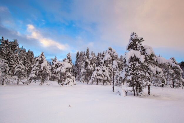 Árvore de neve linda paisagem de inverno