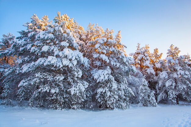 Árvore de neve linda paisagem de inverno