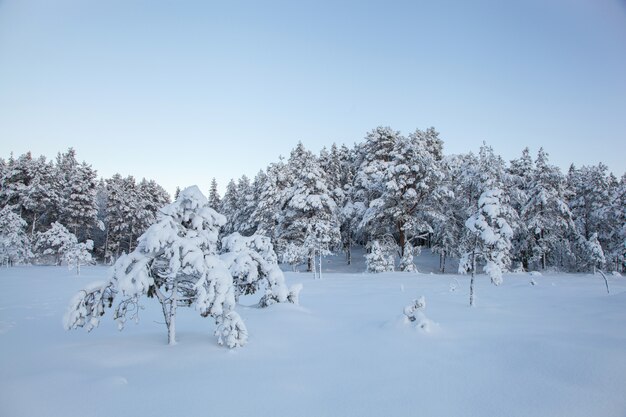 Árvore de neve linda paisagem de inverno