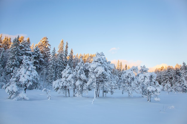 Árvore de neve linda paisagem de inverno