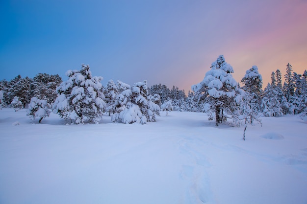 Árvore de neve linda paisagem de inverno