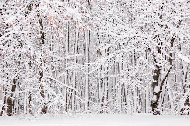 Árvore de neve na floresta. Branca de neve nos galhos das árvores. Inverno nevado