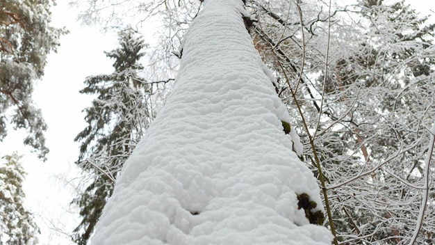 Árvore de neveParque público Paisagens natureza Tempo de inverno Ideias e conceitos