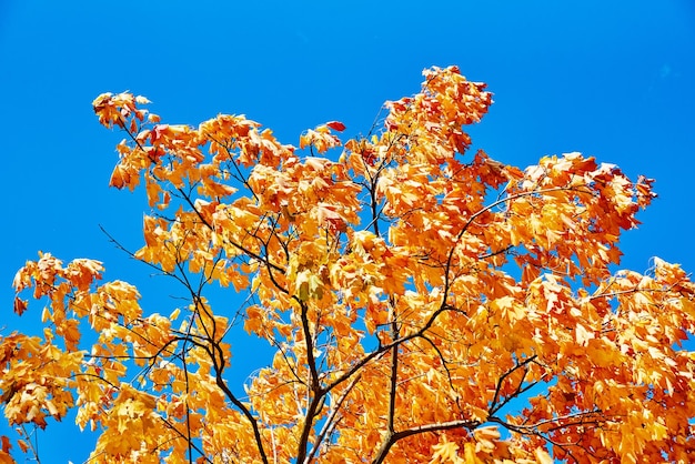 Árvore de outono colorida contra o céu azul