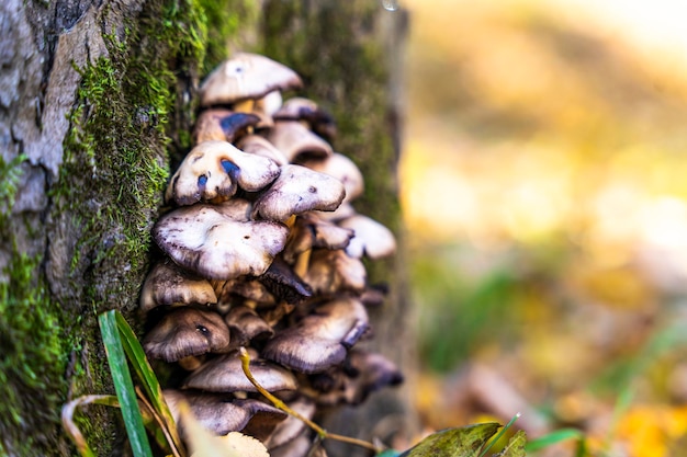 Árvore de outono com cogumelos e musgo na floresta