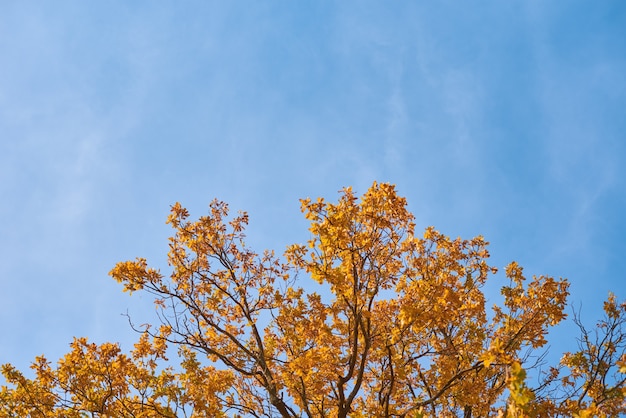 Árvore de outono com folhas douradas no céu azul