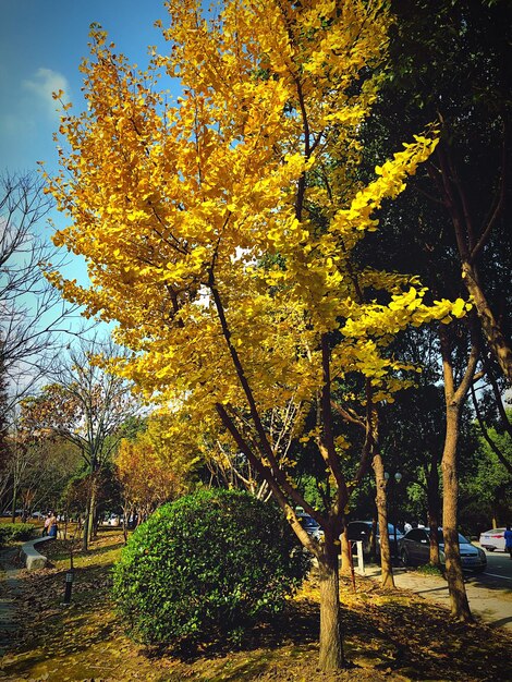 Árvore de outono contra o céu