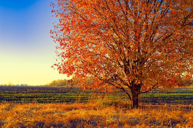 Árvore de outono no campo ao pôr do sol