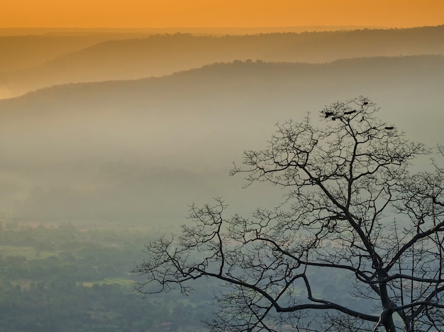 Árvore de paisagem de manhã