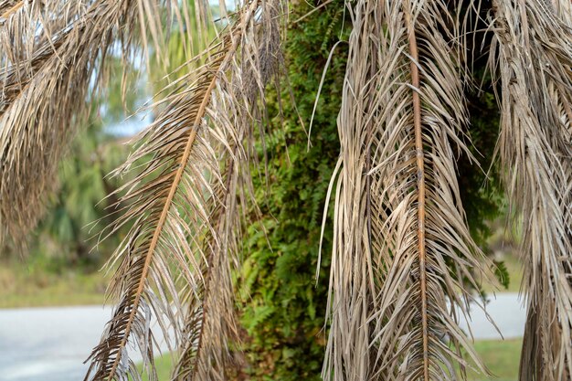 Árvore de palmeira morta com galhos secos no quintal da casa da Flórida Conceito de remoção de árvores