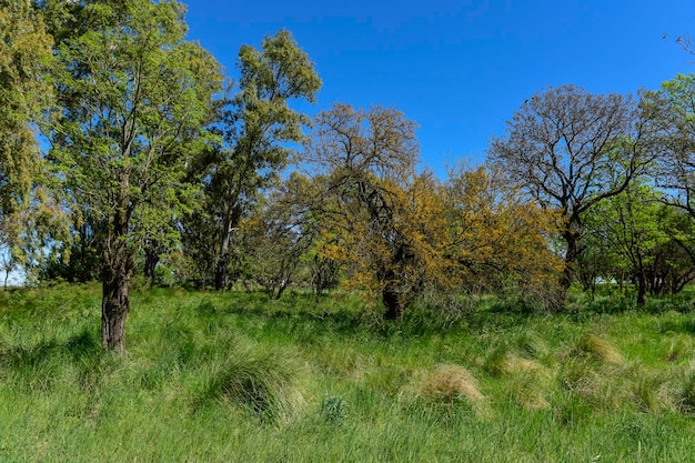 Árvore de Pampas Paisagem Província de La Pampa Patagônia Argentina