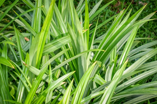 Árvore de Pandan no jardim com luz solar.