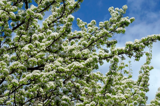 Árvore de pêra durante o período de floração. Ramos com flores no céu