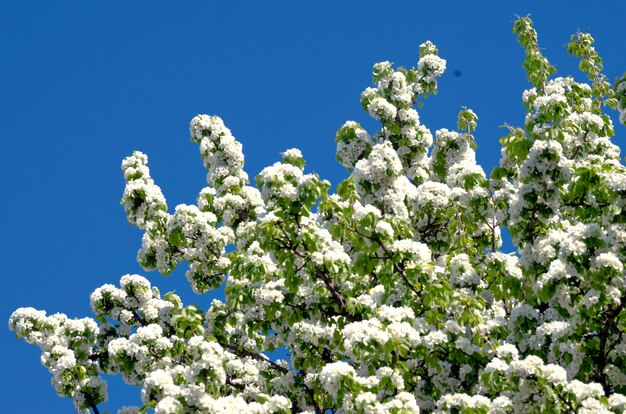 Árvore de pêra durante o período de floração. Ramos com flores no céu