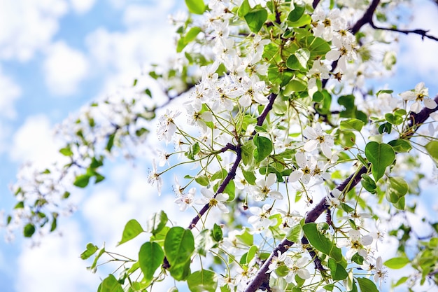 Árvore de pêra em flor de primavera com flores brancas no fundo do céu azul