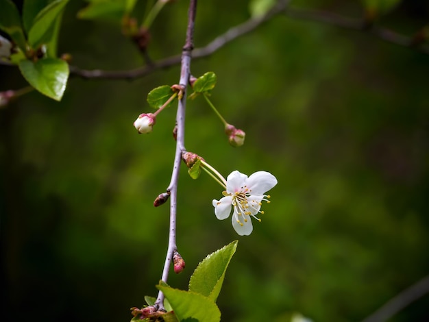 Árvore de pera florescendo fundo de verão ramo de floração de primavera