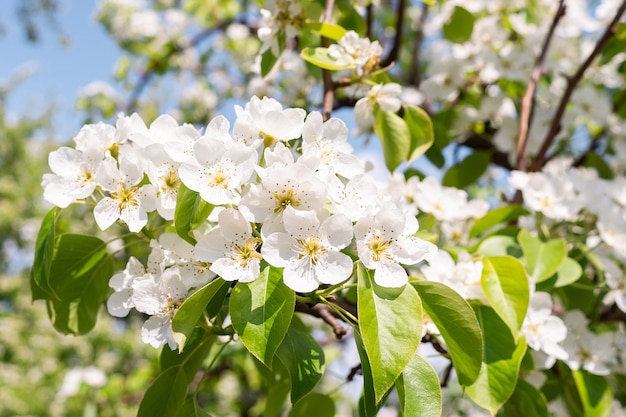 Árvore de pêra na primavera