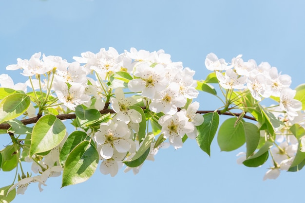 Árvore de pêra na primavera