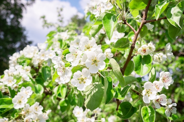 Árvore de pêra na primavera